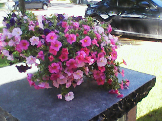 Pink flowers on pillar